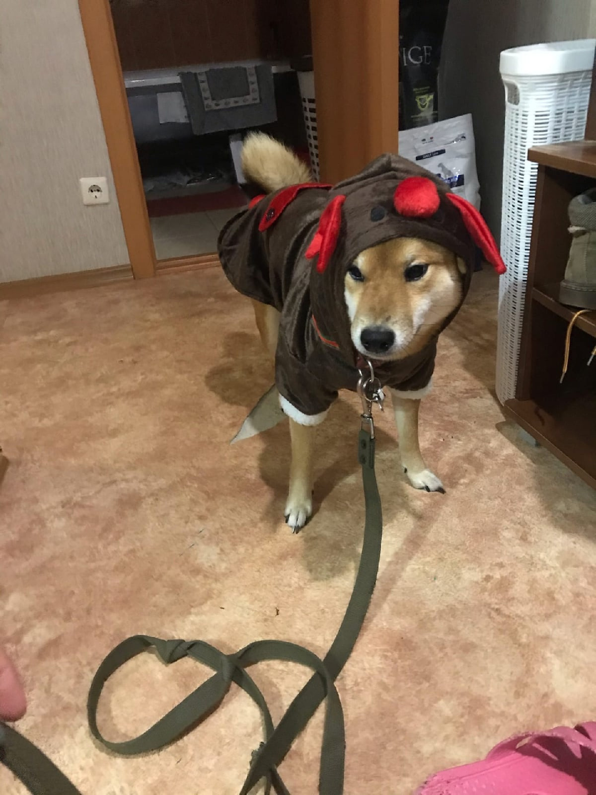 RUBYLIGHT DIN WINCHESTER. AMERICAN AKITA RUBYLIGHT KENNEL I SHIBA-INU