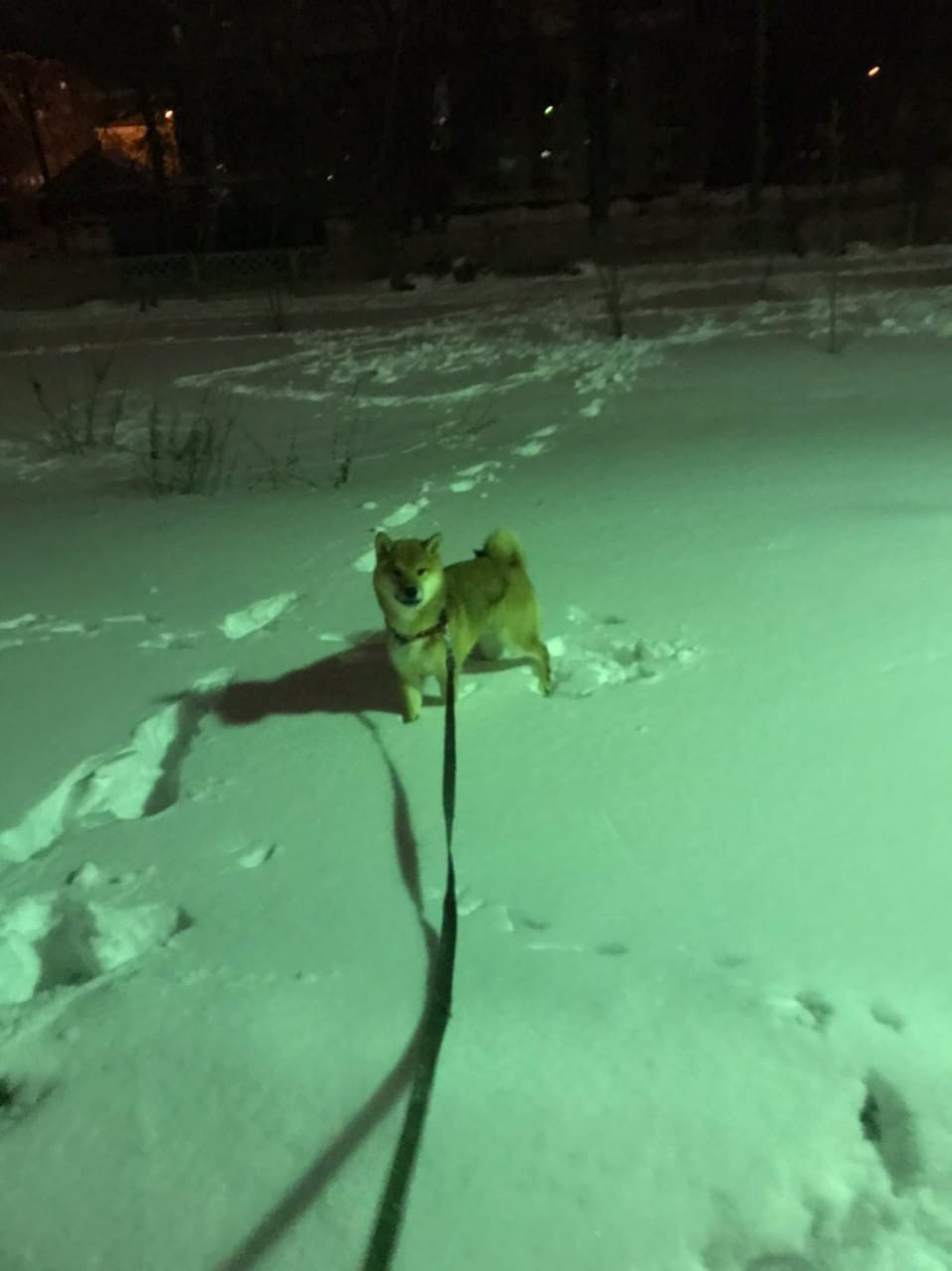 RUBYLIGHT DIN WINCHESTER. AMERICAN AKITA RUBYLIGHT KENNEL I SHIBA-INU