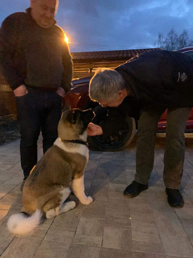 Американская акита питомник RUBYLIGHT. Американская акита I Сиба ину I Питомник RUBYLIGHT