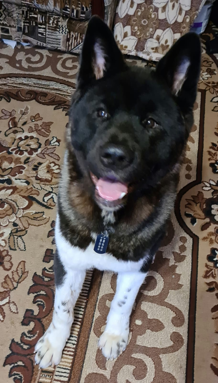 Rubylight Grom Американская акита питомник Рубилайт