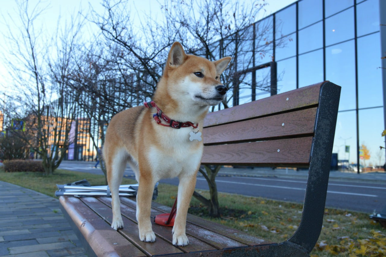 RUBYLIGHT DOLL * Долька (Отец: Хиро * HANDZIMEMESITE HIRO , Мать: Дэва * ZOLOTO PARTII DEVANA GODDESS OF HUNT) сиба