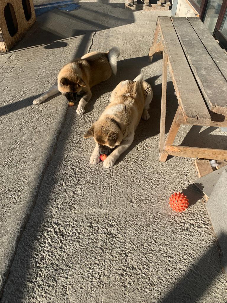 RUBYLIGHT GRACE  & RUBYLIGHT GLORIA. AMERICAN AKITA RUBYLIGHT KENNEL I SHIBA-INU