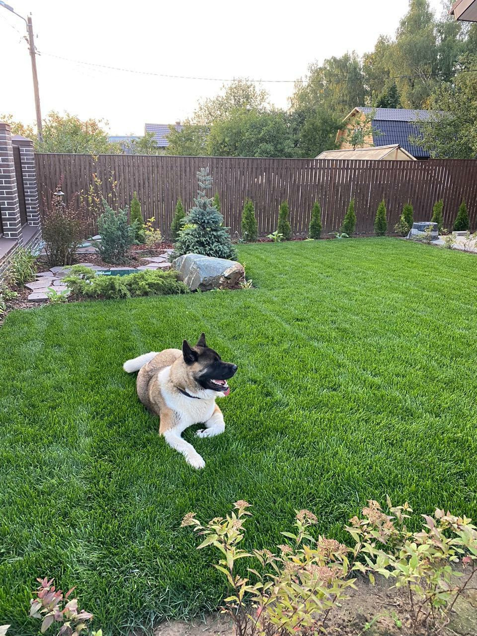 Американская акита питомник RUBYLIGHT. Американская акита I Сиба ину I Питомник RUBYLIGHT