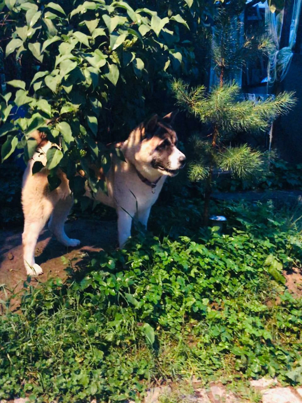 RUBYLIGHT EGEVIKA. AMERICAN AKITA RUBYLIGHT KENNEL I SHIBA-INU