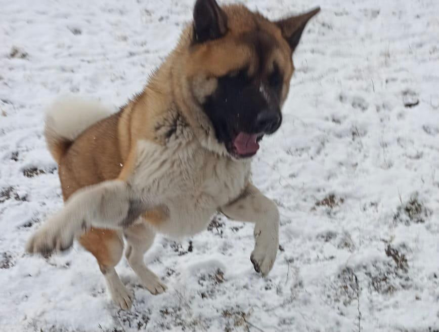 RUBYLIGHT BISHAMON * Тиль. AMERICAN AKITA RUBYLIGHT KENNEL I SHIBA-INU