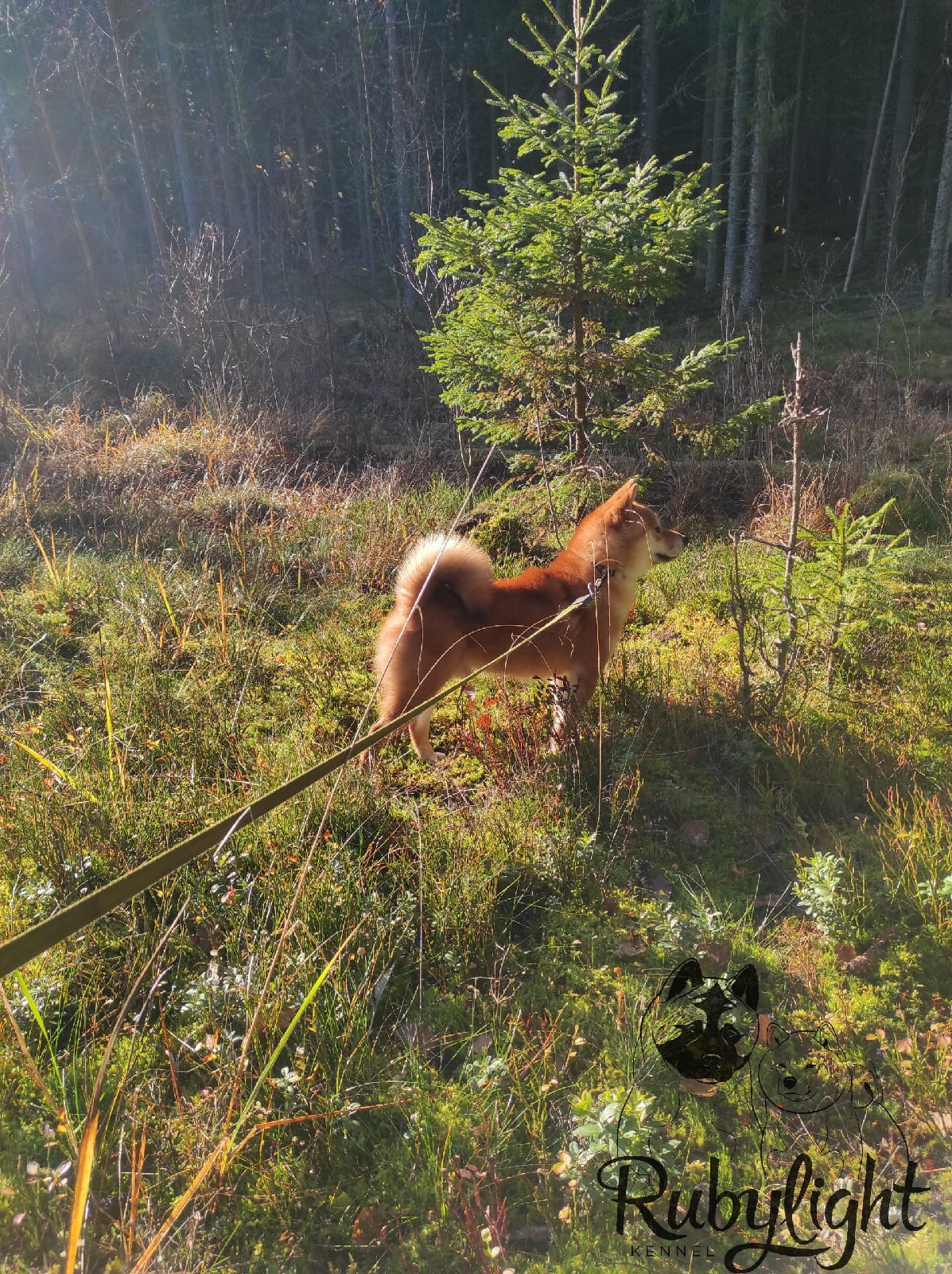 Кобель для вязки сиба Санкт-Петербург питомник Рубилайт Rubylight Тор * Exceligmos Victor