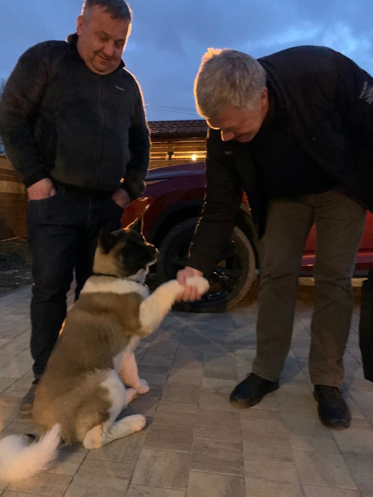 Американская акита питомник RUBYLIGHT. Американская акита I Сиба ину I Питомник RUBYLIGHT