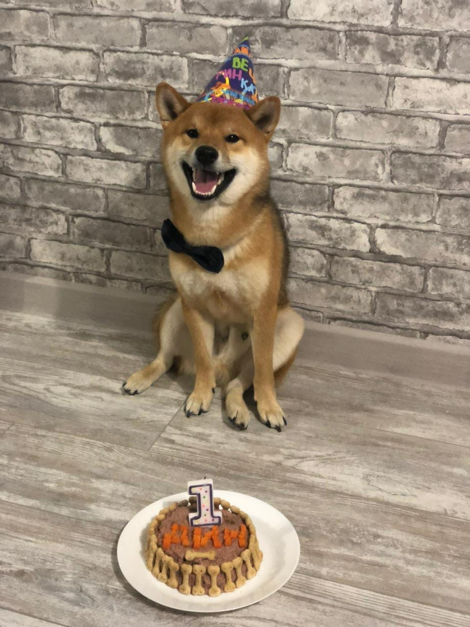 RUBYLIGHT DIN WINCHESTER. AMERICAN AKITA RUBYLIGHT KENNEL I SHIBA-INU