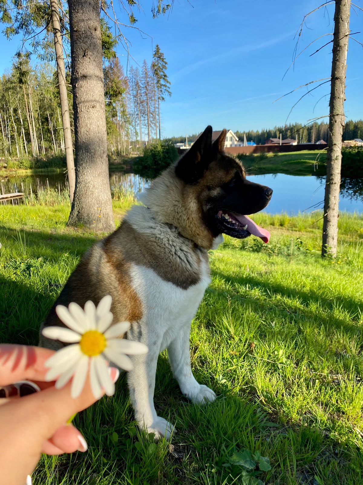 АМЕРИКАНСКАЯ АКИТА. Американская акита I Сиба ину I Питомник RUBYLIGHT