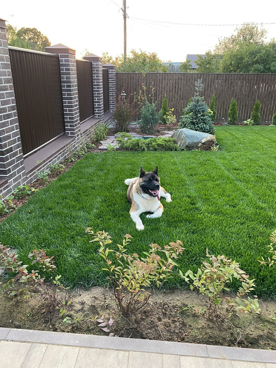 Американская акита питомник RUBYLIGHT. Американская акита I Сиба ину I Питомник RUBYLIGHT