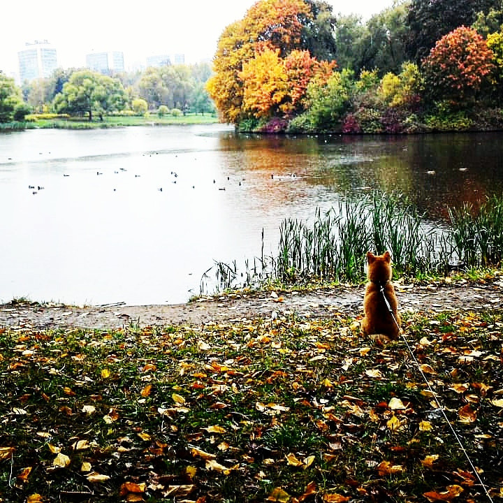 Сиба питомник RUBYLIGHT. Американская акита I Сиба ину I Питомник RUBYLIGHT