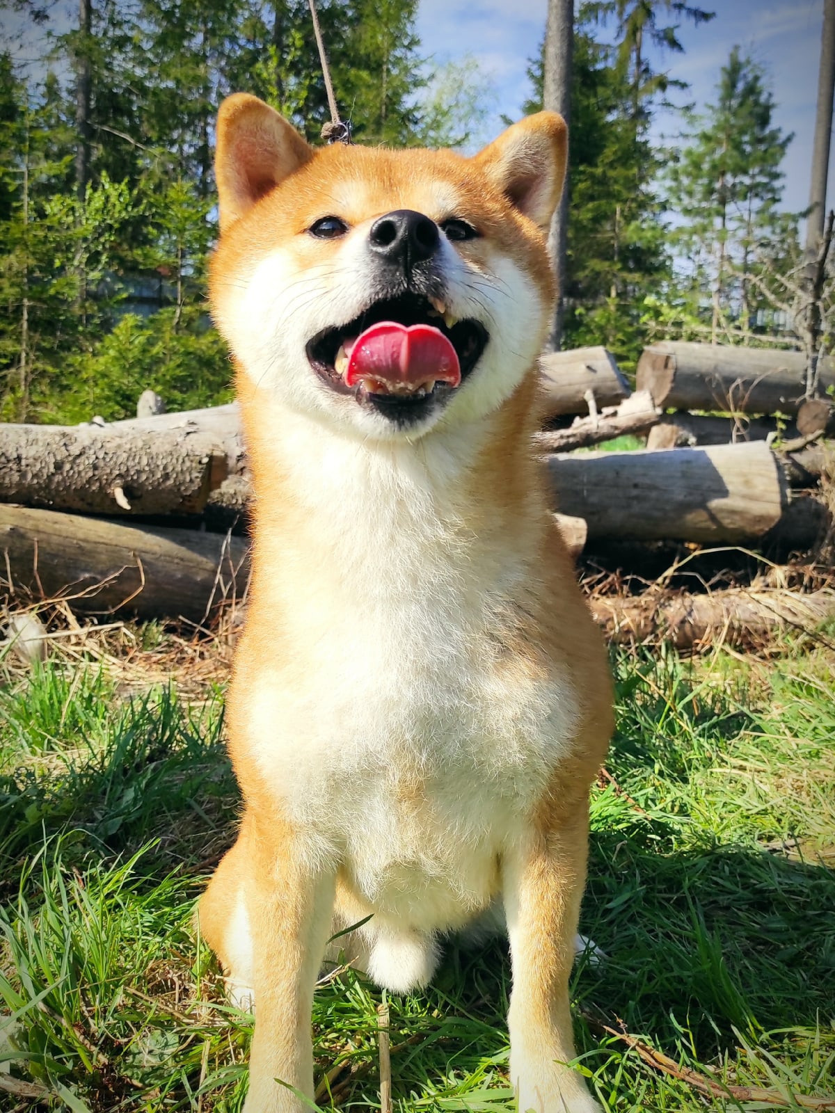 Локи * Shiomaru EVER DREAM * LOKI