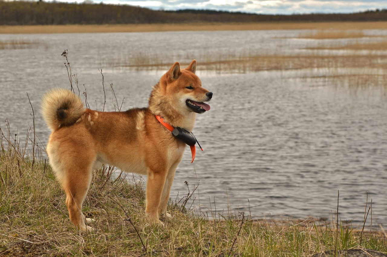 RUBYLIGHT DEXTER. AMERICAN AKITA RUBYLIGHT KENNEL I SHIBA-INU