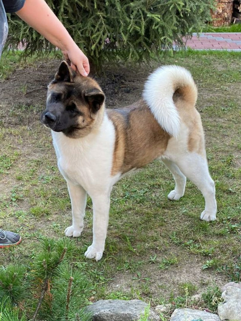 Американская акита питомник RUBYLIGHT. Американская акита I Сиба ину I Питомник RUBYLIGHT