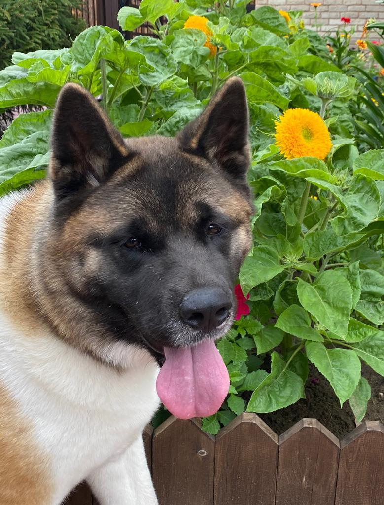 Американская акита питомник RUBYLIGHT. Американская акита I Сиба ину I Питомник RUBYLIGHT