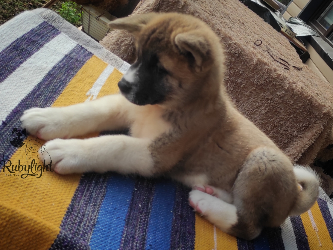 Американская акита питомник RUBYLIGHT. Американская акита I Сиба ину I Питомник RUBYLIGHT