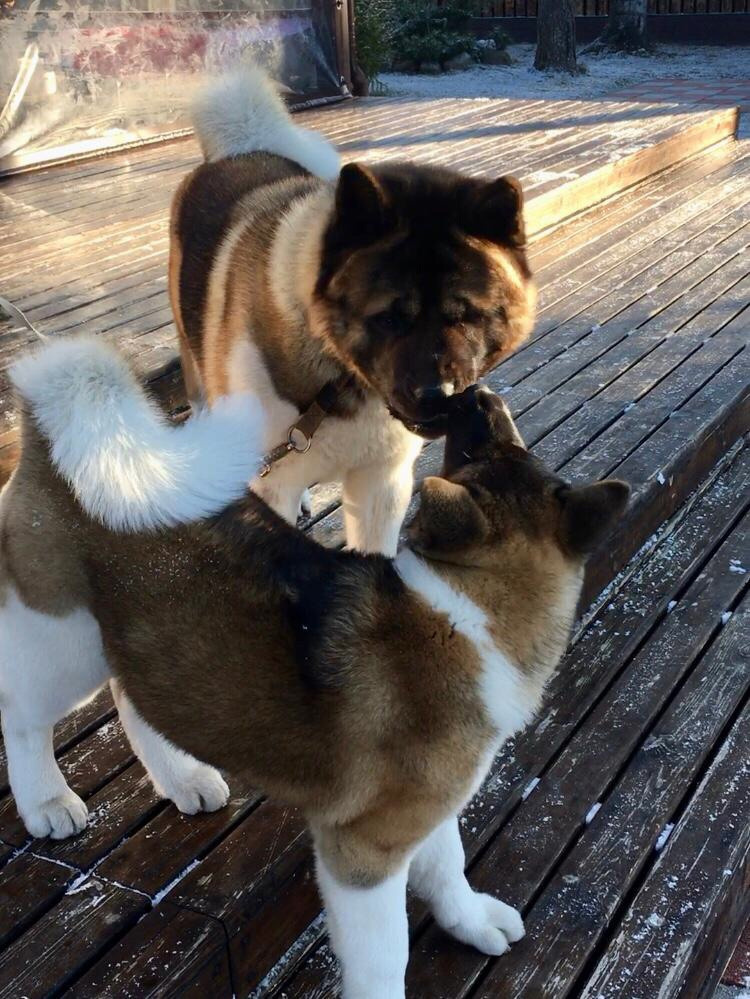 Американская акита питомник RUBYLIGHT. Американская акита I Сиба ину I Питомник RUBYLIGHT