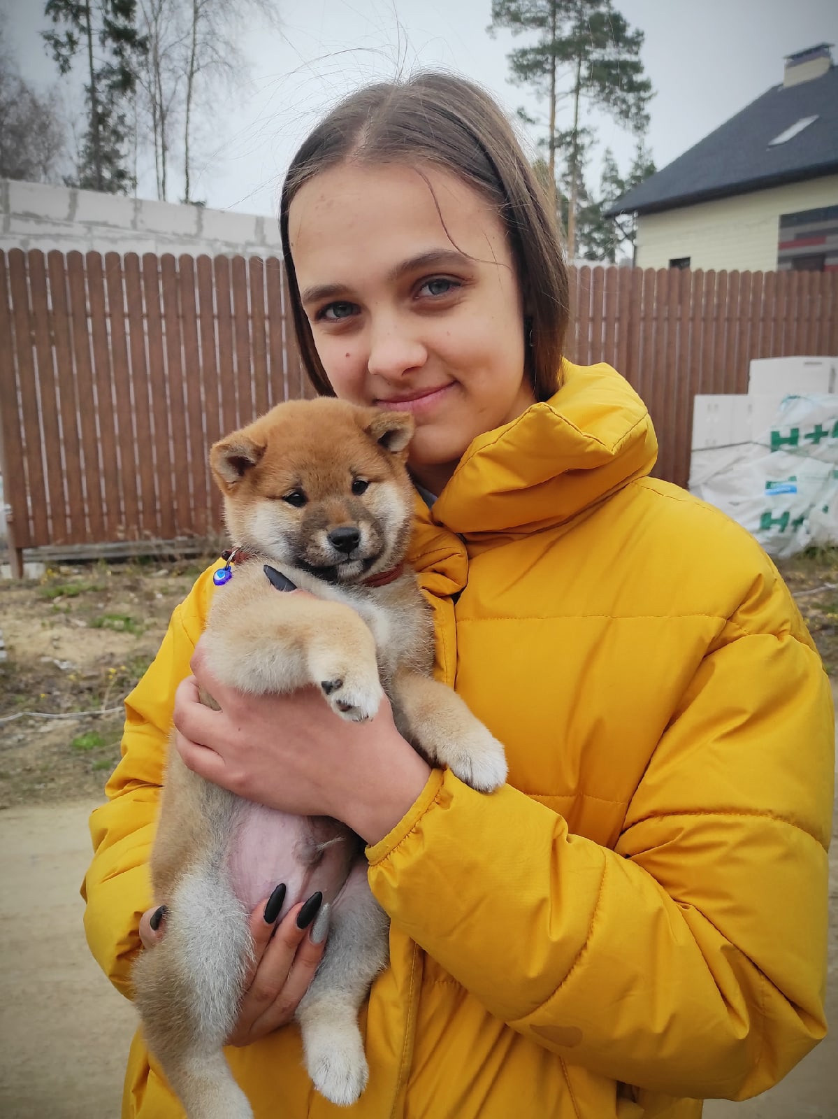 RUBYLIGHT Joker. AMERICAN AKITA RUBYLIGHT KENNEL I SHIBA-INU