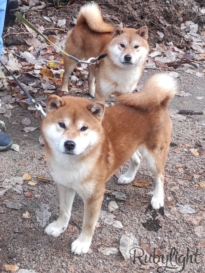 Локи * Shiomaru EVER DREAM * LOKI