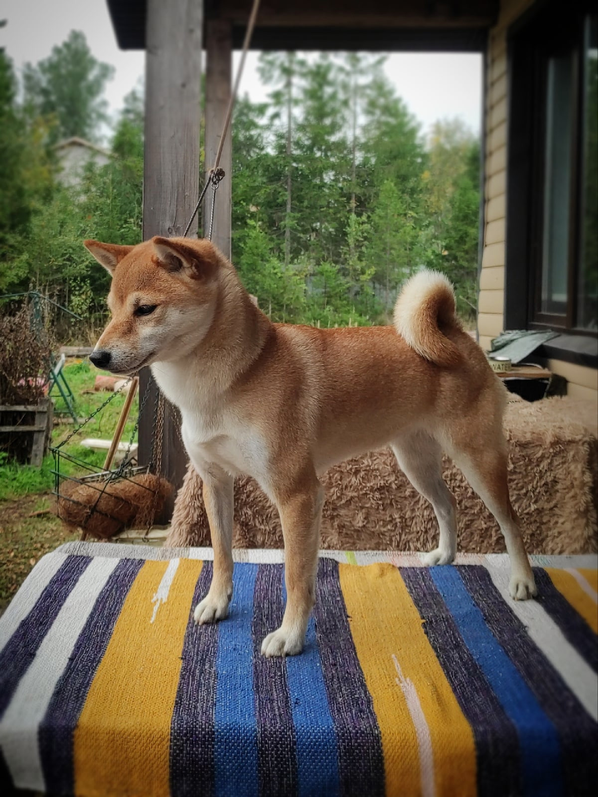 Ясная * IMPERIYA ELENSVETA ASTA LA VISTA, Санкт-Петербург, RUBYLIGHT kennel