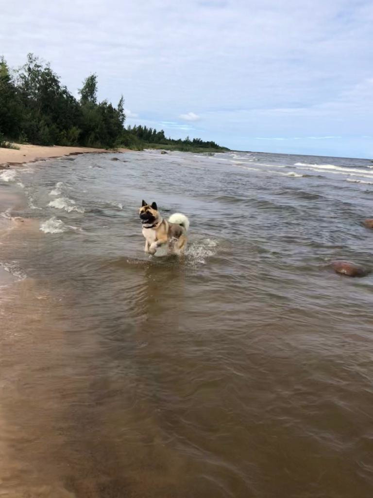 RUBYLIGHT BISHAMON * Тиль. AMERICAN AKITA RUBYLIGHT KENNEL I SHIBA-INU