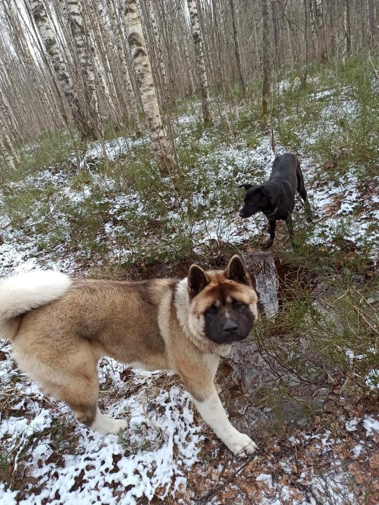 RUBYLIGHT BISHAMON * Тиль. AMERICAN AKITA RUBYLIGHT KENNEL I SHIBA-INU