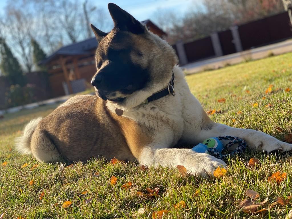 Американская акита питомник RUBYLIGHT. Американская акита I Сиба ину I Питомник RUBYLIGHT