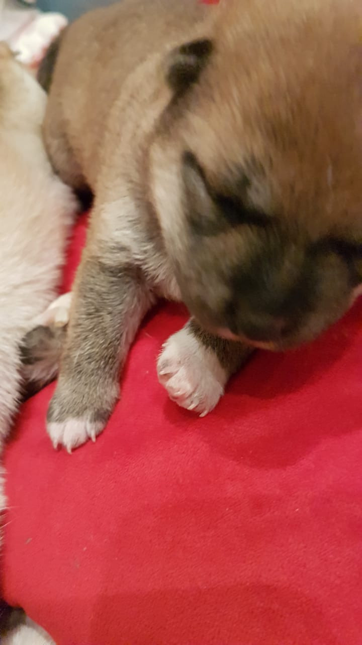 RUBYLIGHT NIKOLE, Отец: SHIOMARU EVER DREAM Мать: TRIUMF SIBIRI AKIKO CHIKAKO, Санкт-Петербург, RUBYLIGHT kennel