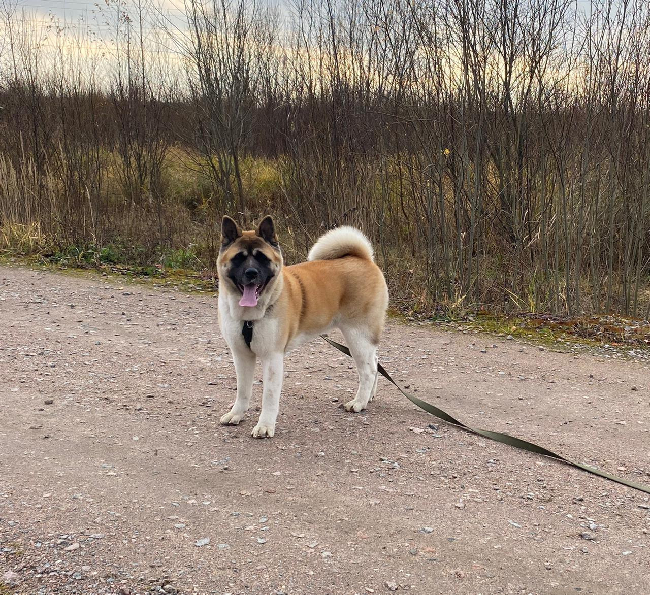 RUBYLIGHT GARMONIA * Гаара. AMERICAN AKITA RUBYLIGHT KENNEL I SHIBA-INU