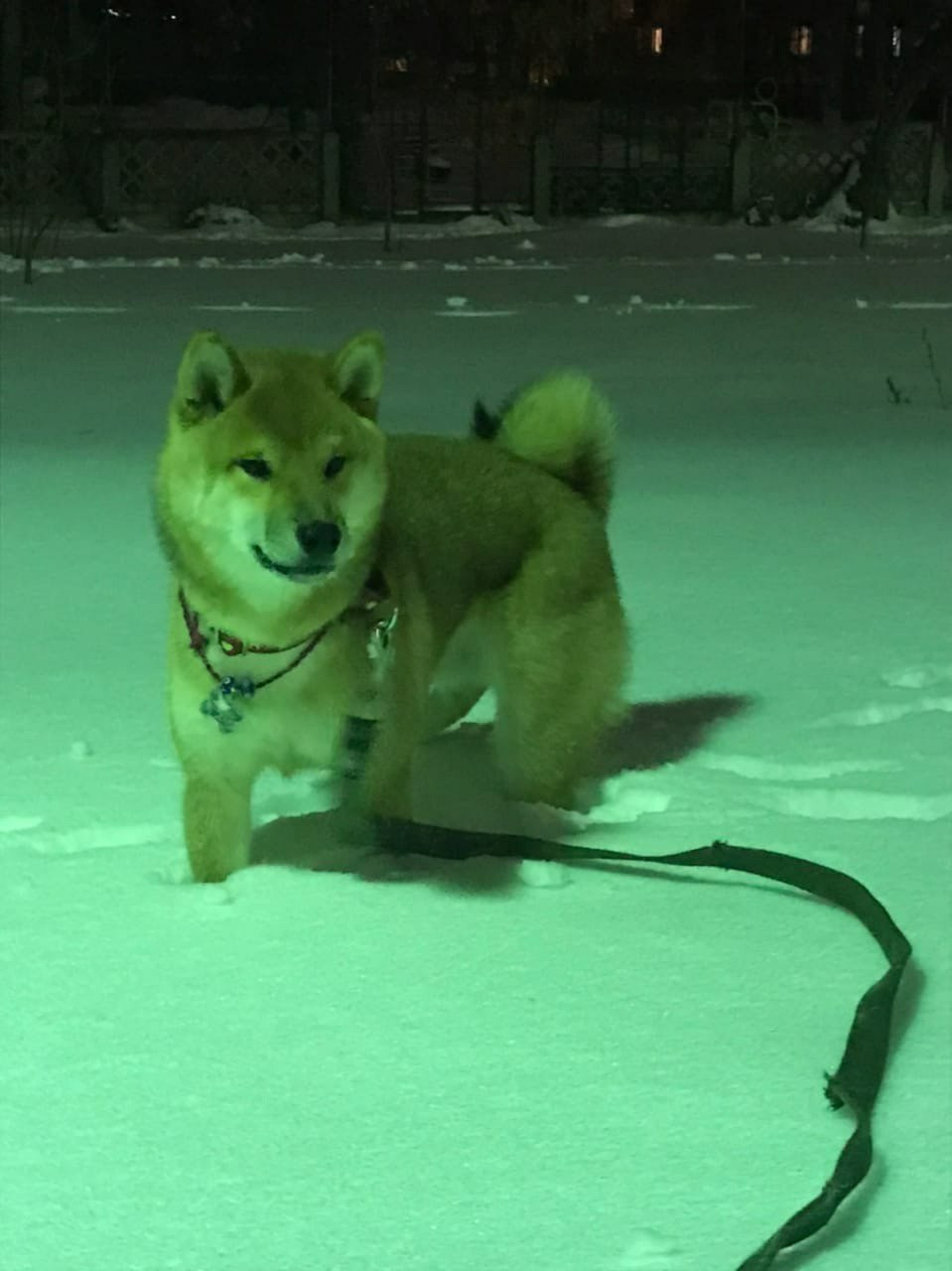 RUBYLIGHT DIN WINCHESTER. AMERICAN AKITA RUBYLIGHT KENNEL I SHIBA-INU