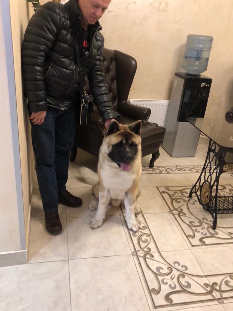 RUBYLIGHT BISHAMON * Тиль. AMERICAN AKITA RUBYLIGHT KENNEL I SHIBA-INU