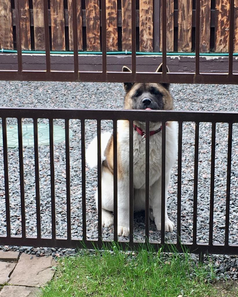 Американская акита питомник RUBYLIGHT. Американская акита I Сиба ину I Питомник RUBYLIGHT