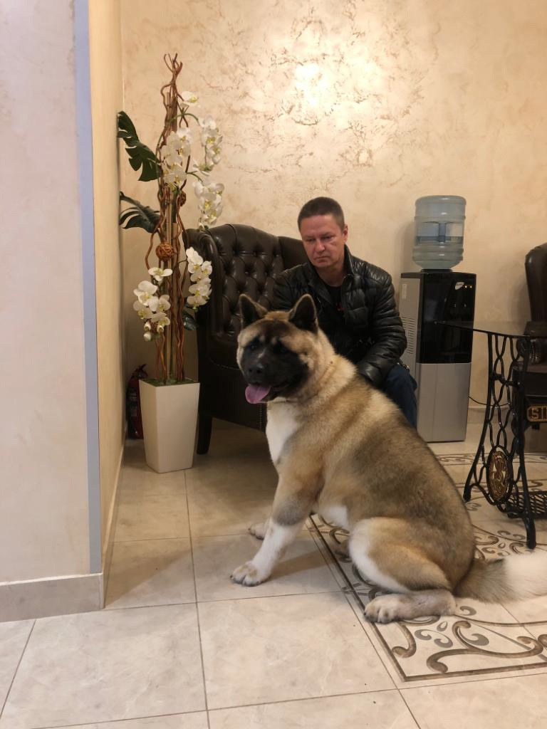 RUBYLIGHT BISHAMON * Тиль. AMERICAN AKITA RUBYLIGHT KENNEL I SHIBA-INU