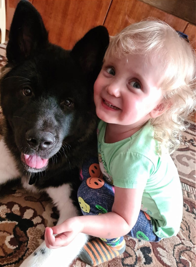 Rubylight Grom Американская акита питомник Рубилайт