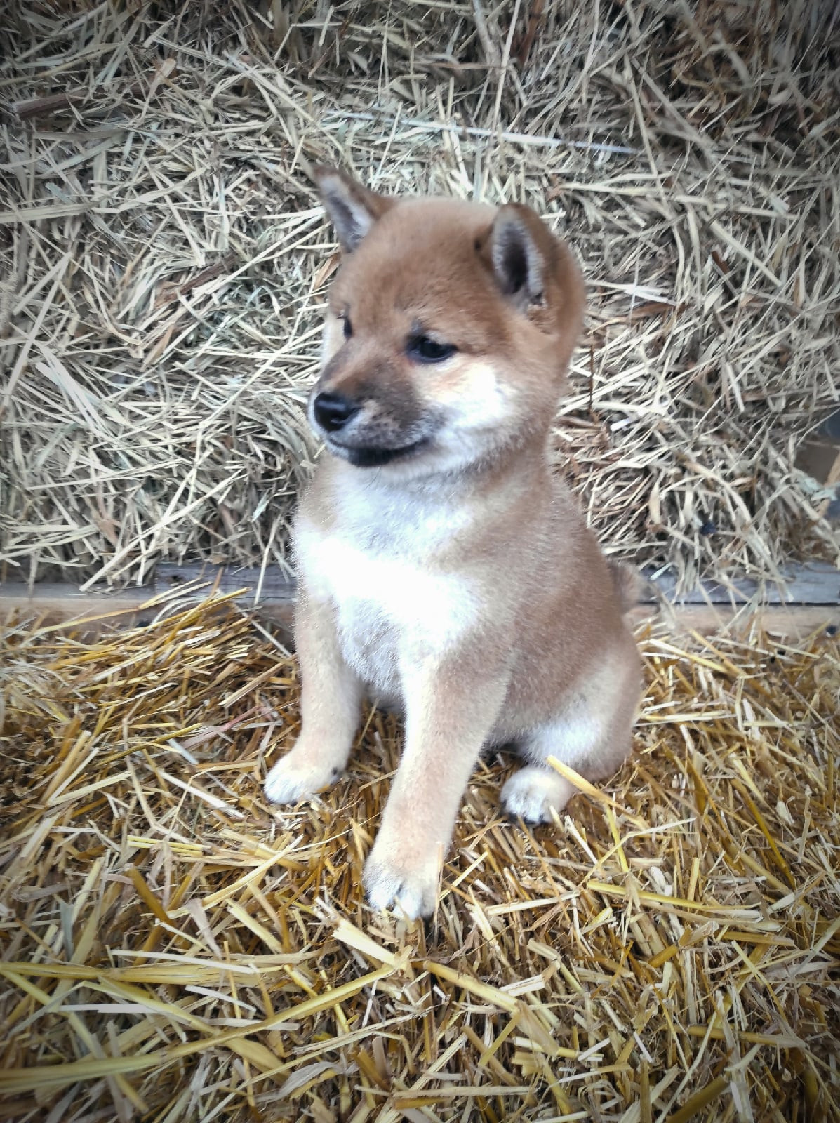 RUBYLIGHT Judy. AMERICAN AKITA RUBYLIGHT KENNEL I SHIBA-INU