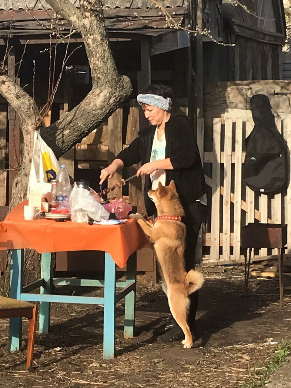 RUBYLIGHT DIN WINCHESTER. AMERICAN AKITA RUBYLIGHT KENNEL I SHIBA-INU