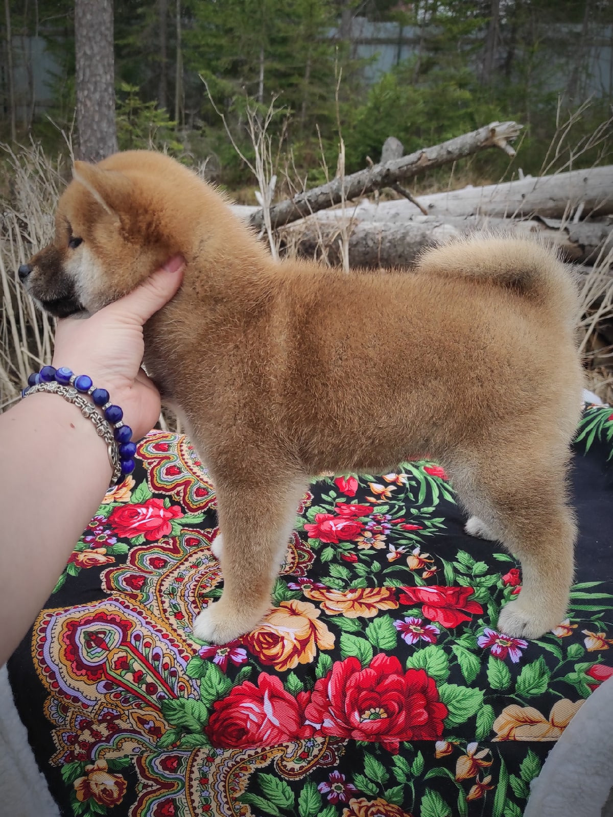 RUBYLIGHT Joker. AMERICAN AKITA RUBYLIGHT KENNEL I SHIBA-INU