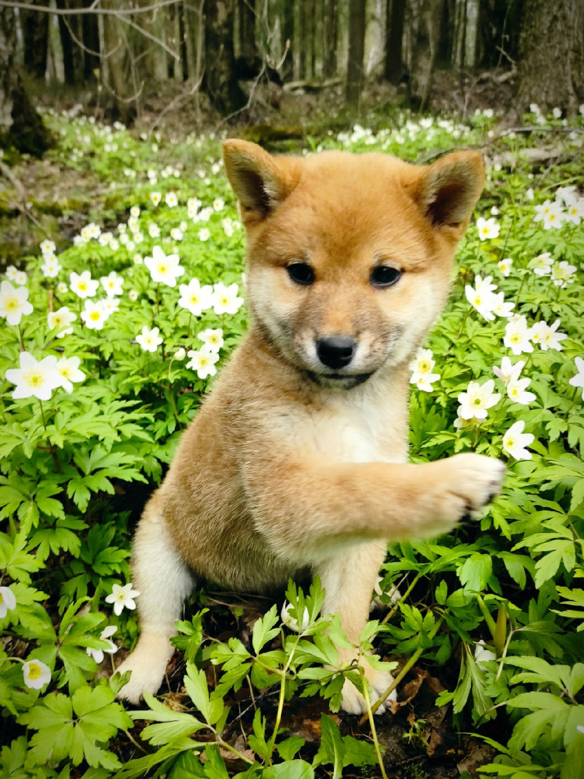 RUBYLIGHT Judy. AMERICAN AKITA RUBYLIGHT KENNEL I SHIBA-INU