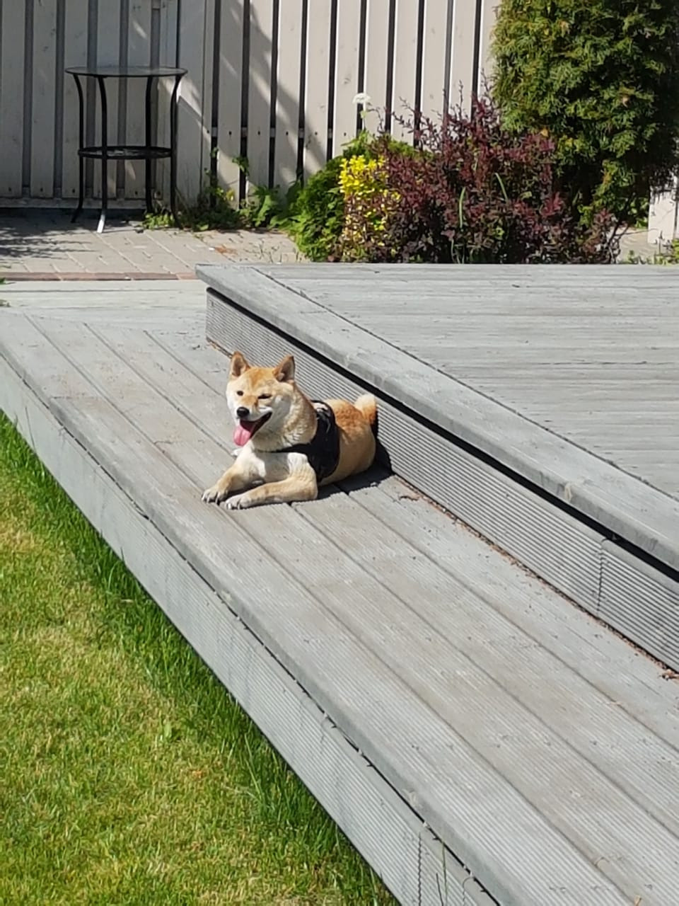 Ясная * IMPERIYA ELENSVETA ASTA LA VISTA, Санкт-Петербург, RUBYLIGHT kennel