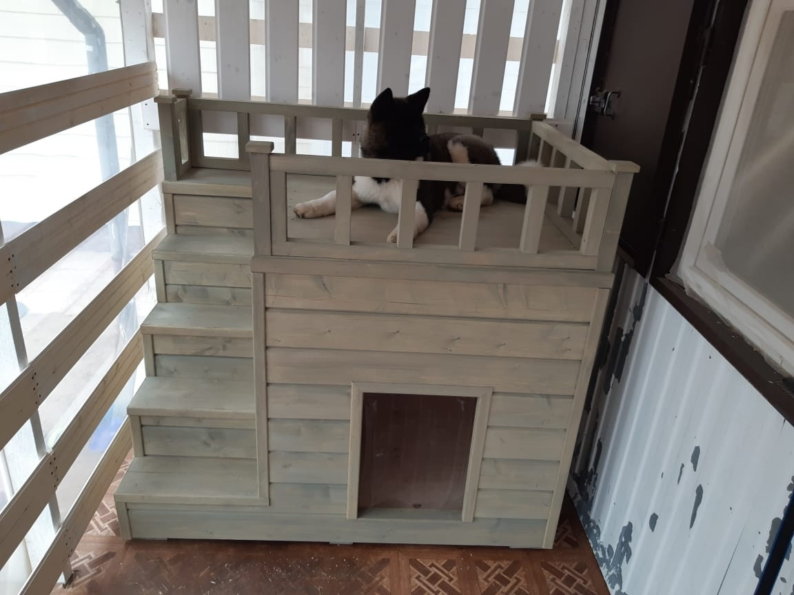 RUBYLIGHT GARRY * Гарри. AMERICAN AKITA RUBYLIGHT KENNEL I SHIBA-INU