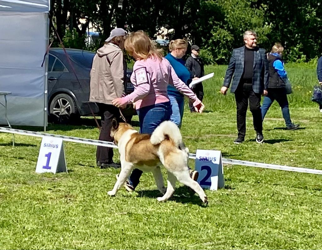 Американская акита питомник RUBYLIGHT. Американская акита I Сиба ину I Питомник RUBYLIGHT