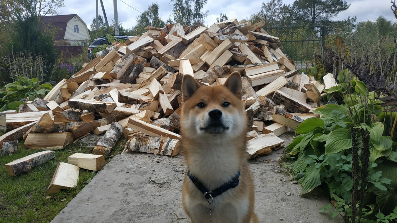 Сиба питомник RUBYLIGHT. Американская акита I Сиба ину I Питомник RUBYLIGHT