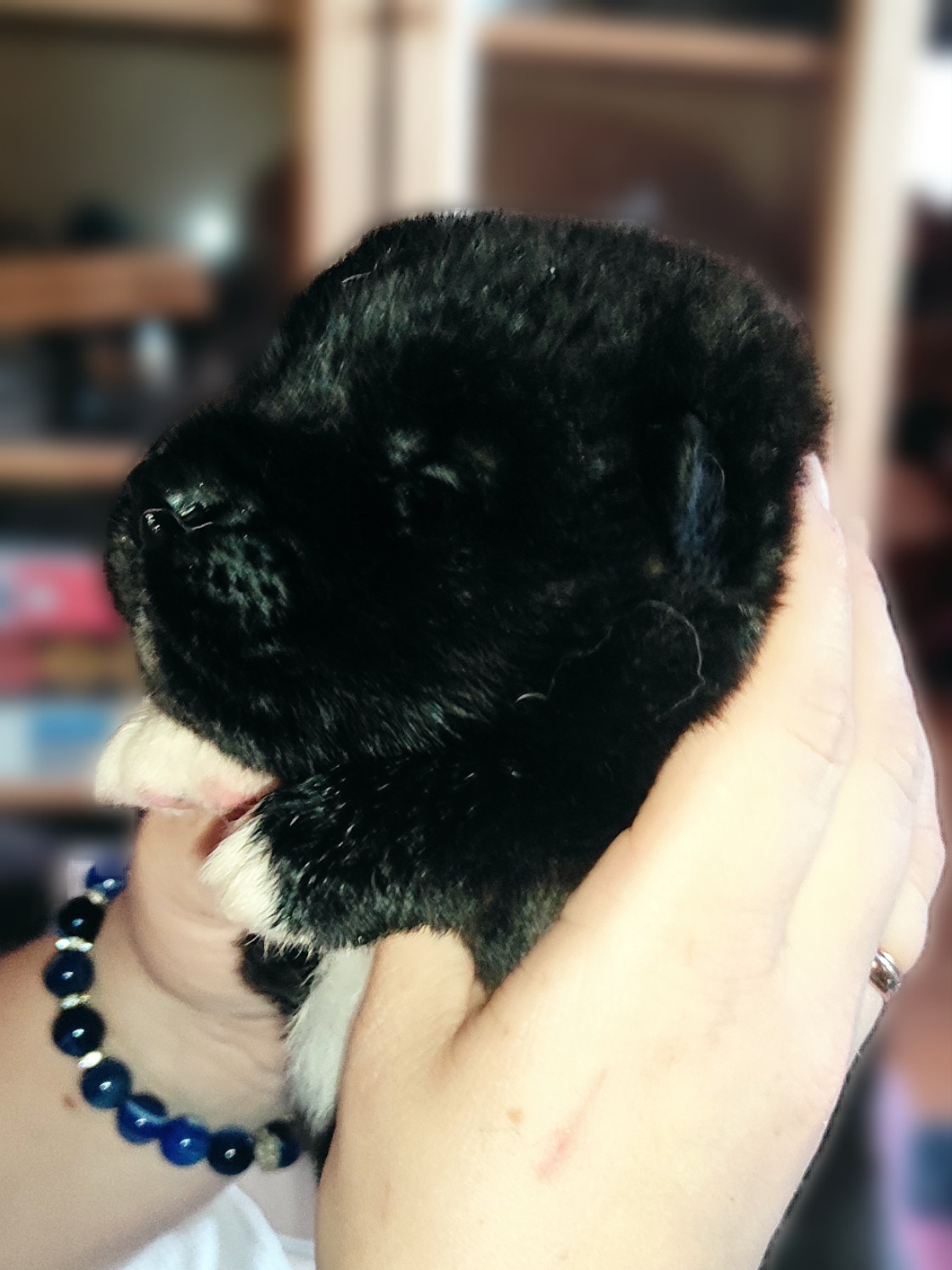 RUBYLIGHT Kitana. AMERICAN AKITA RUBYLIGHT KENNEL I SHIBA-INU