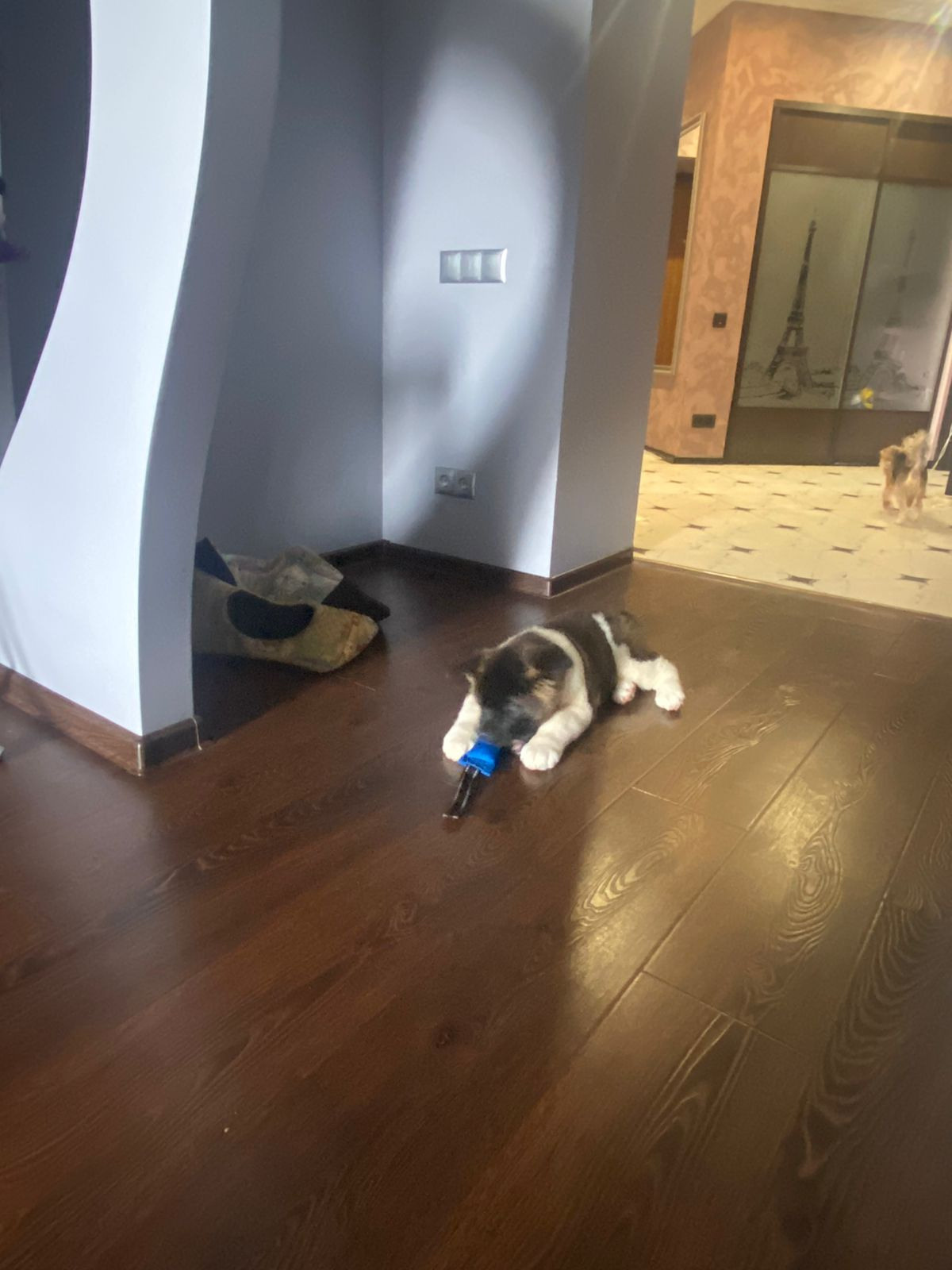 Американская акита питомник RUBYLIGHT. Американская акита I Сиба ину I Питомник RUBYLIGHT