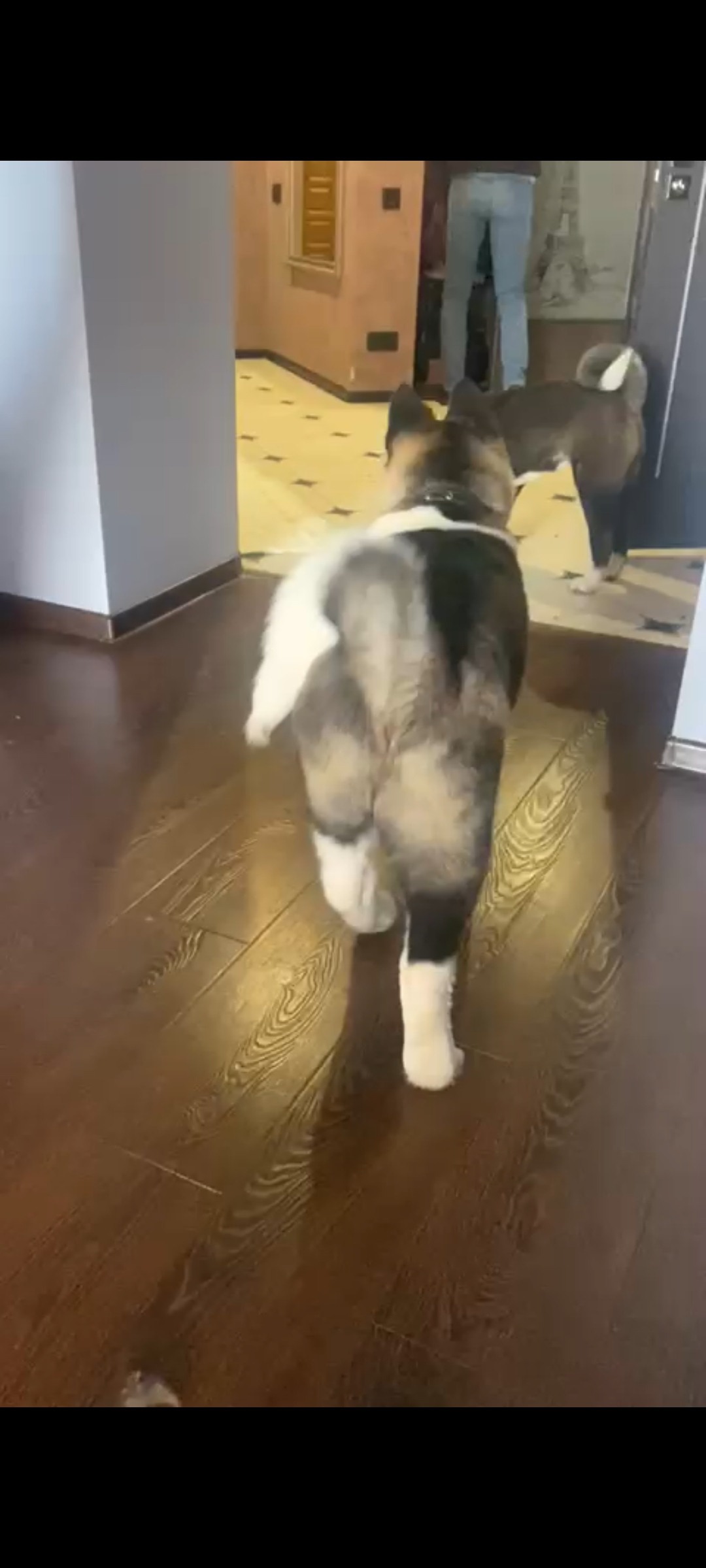 Американская акита питомник RUBYLIGHT. Американская акита I Сиба ину I Питомник RUBYLIGHT