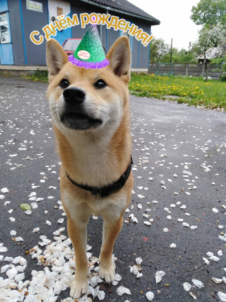 RUBYLIGHT DOLL * Долька (Отец: Хиро * HANDZIMEMESITE HIRO , Мать: Дэва * ZOLOTO PARTII DEVANA GODDESS OF HUNT) сиба