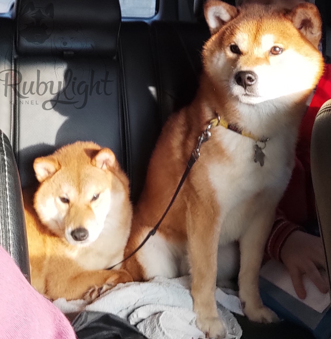 Локи * Shiomaru EVER DREAM * LOKI