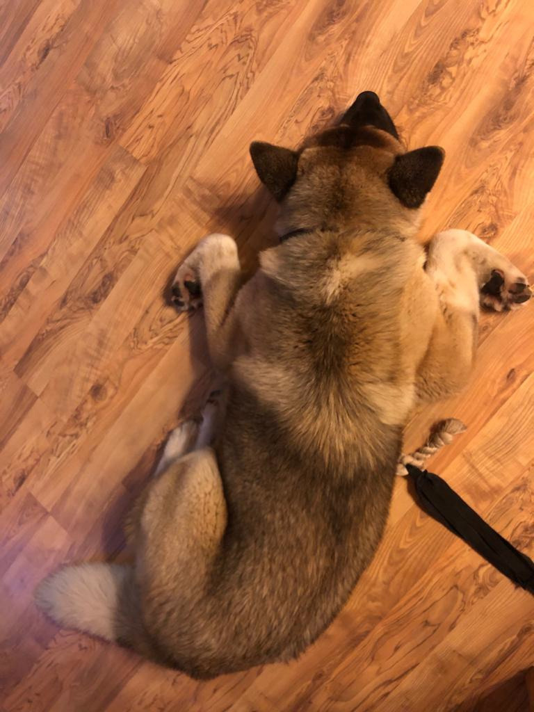 RUBYLIGHT BISHAMON * Тиль. AMERICAN AKITA RUBYLIGHT KENNEL I SHIBA-INU