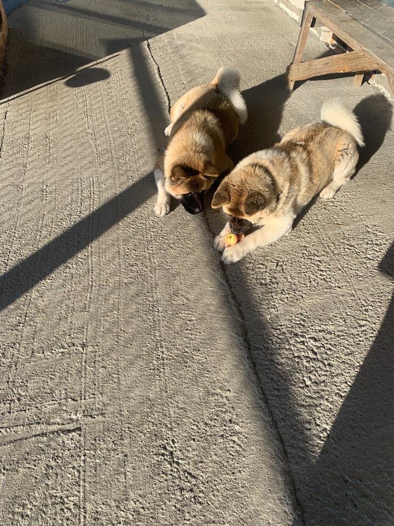 RUBYLIGHT GRACE  & RUBYLIGHT GLORIA. AMERICAN AKITA RUBYLIGHT KENNEL I SHIBA-INU