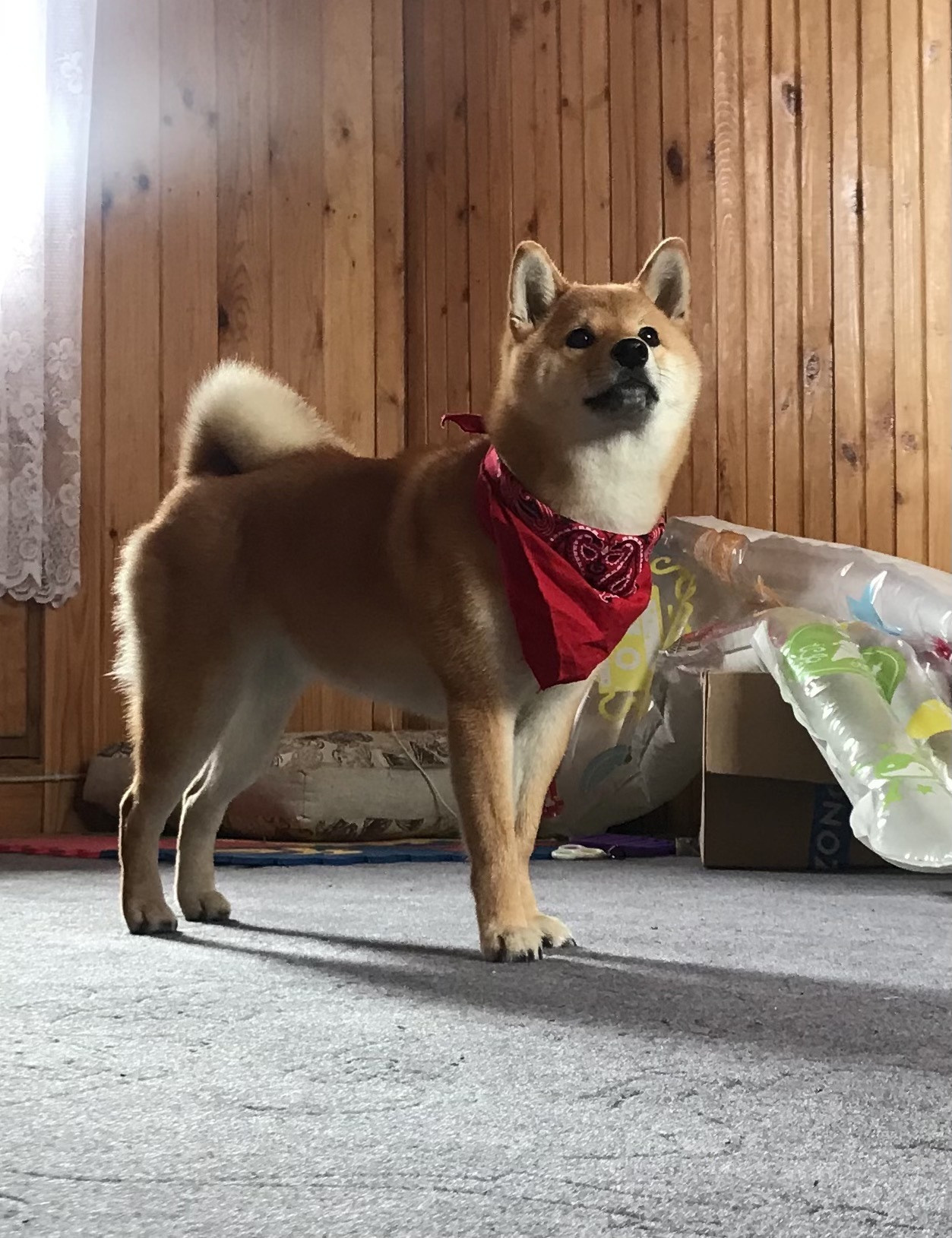 RUBYLIGHT IRIS. AMERICAN AKITA RUBYLIGHT KENNEL I SHIBA-INU